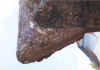 ARM Premium corner tip at BHP Gregory at 1630 hrs.jpg (44691 bytes)